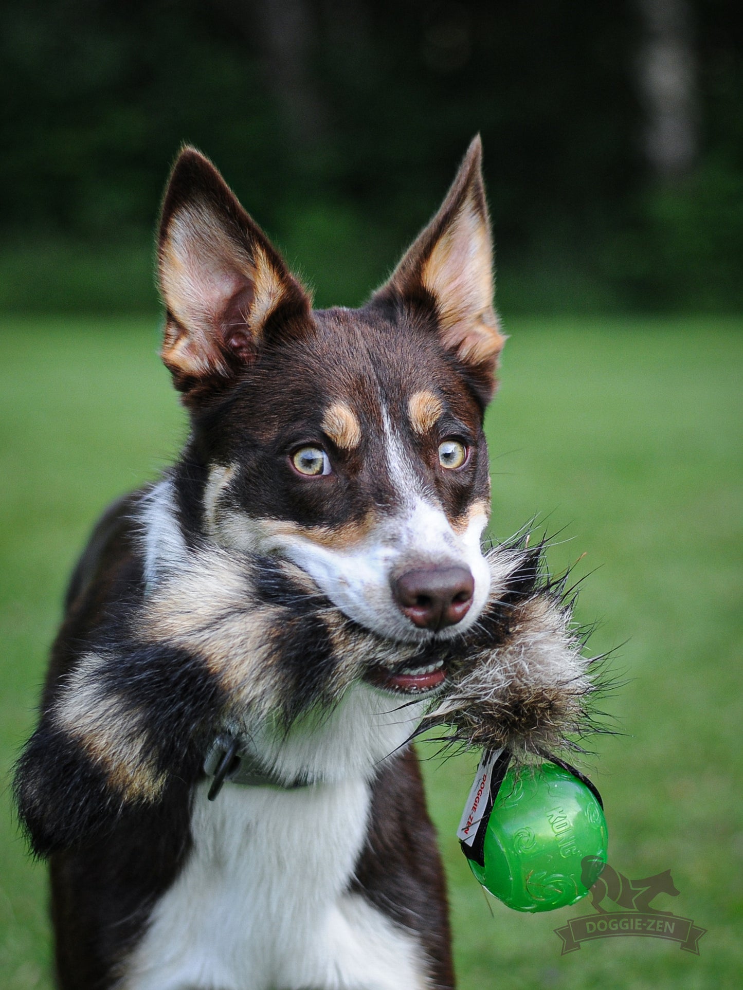 Doggie - Zen Ball m/vaskebjørn hale