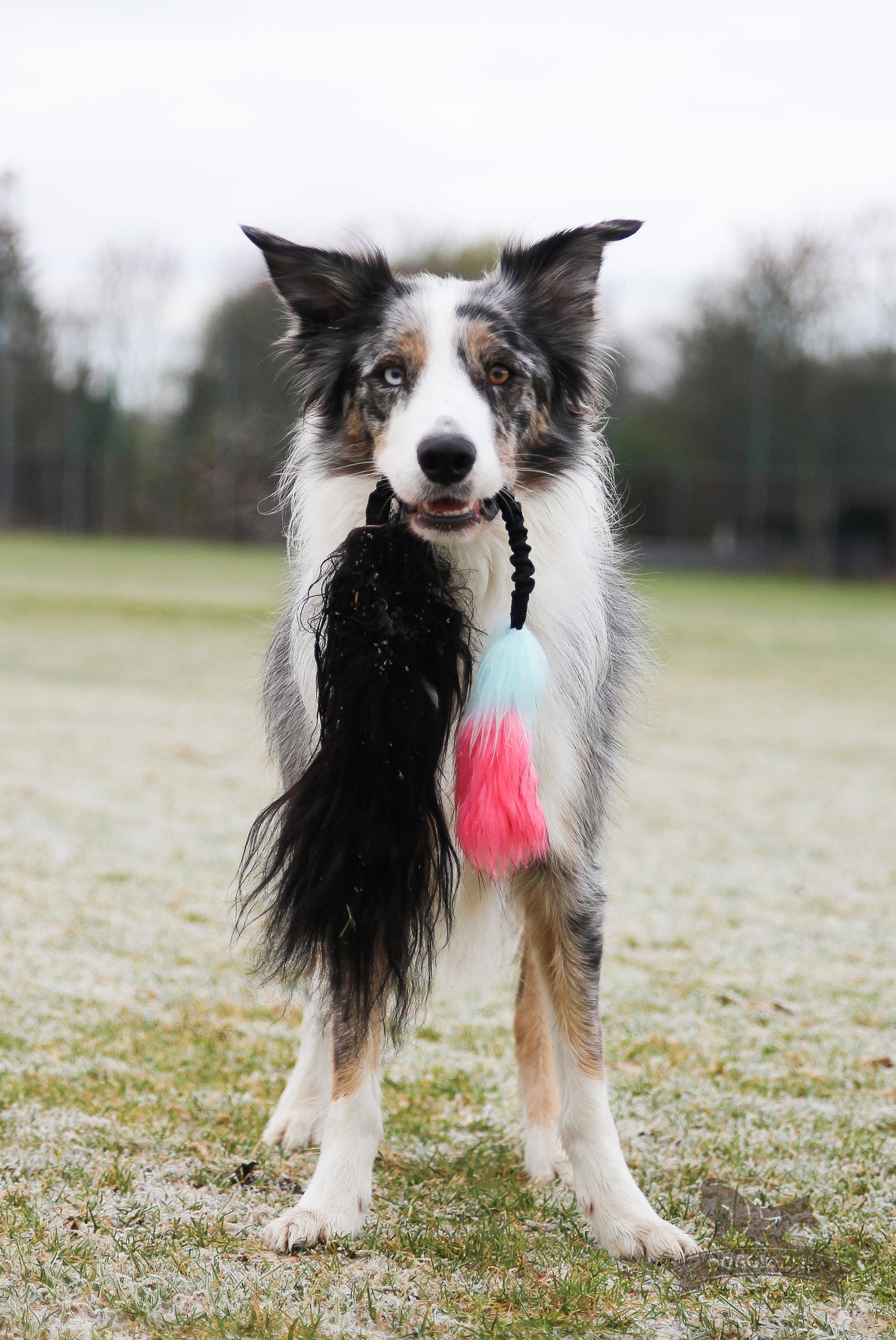 Doggie - Zen Rakett i saueskinn