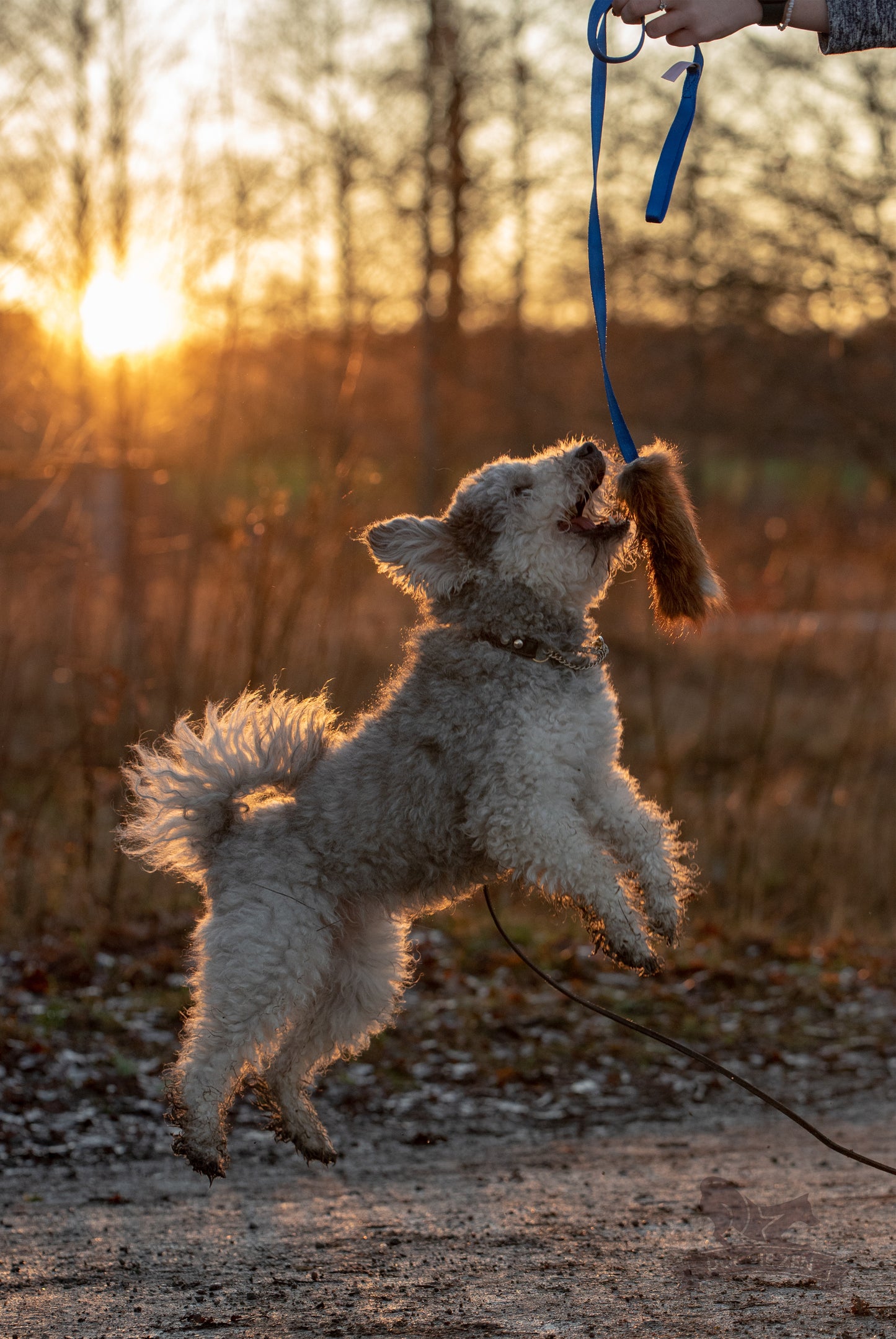 Doggie - Zen Liten draleke med rev