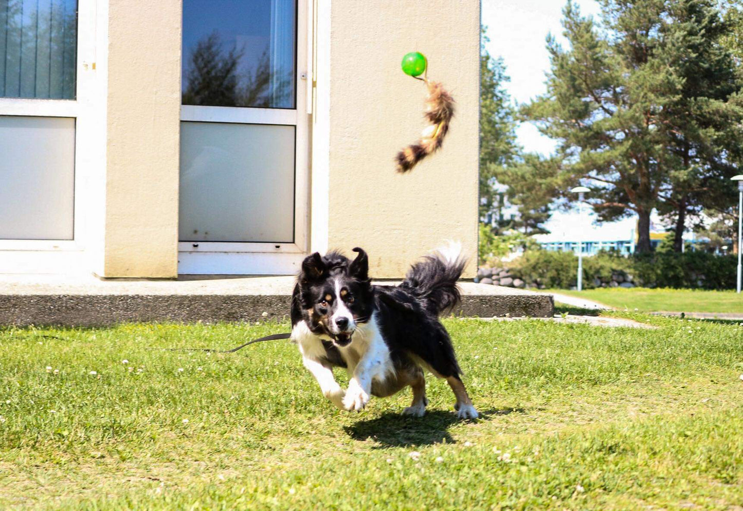 Doggie - Zen Ball m/vaskebjørn hale